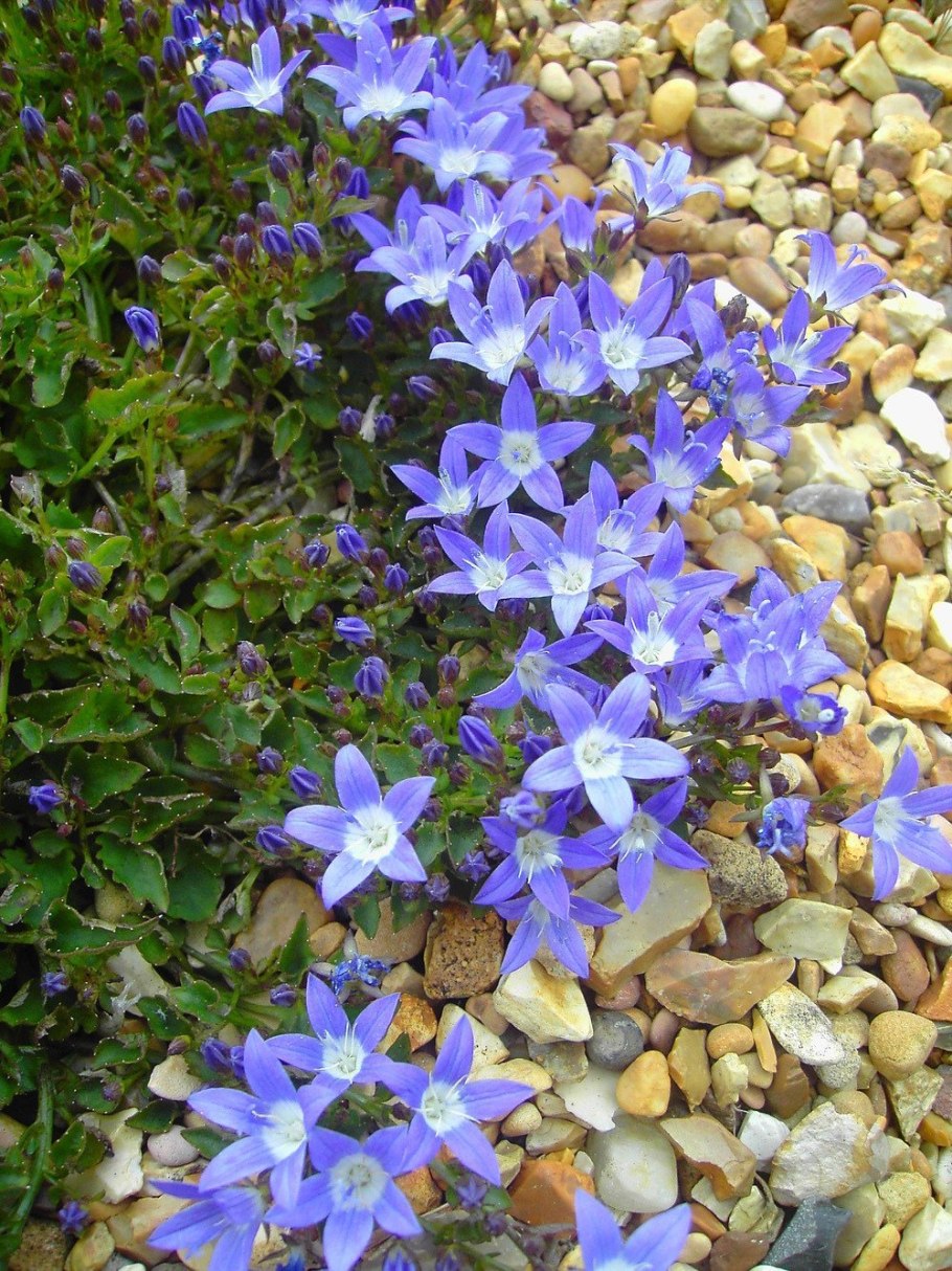 Колокольчик гарганский Диксонс Голд