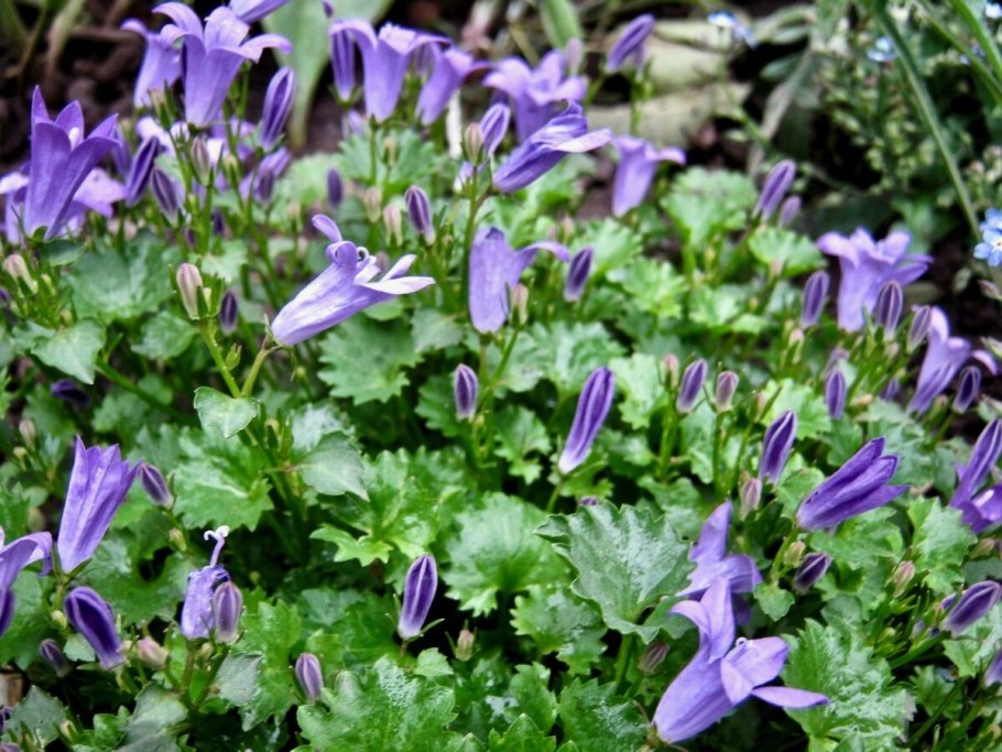 Колокольчик Пожарского Портеншлага