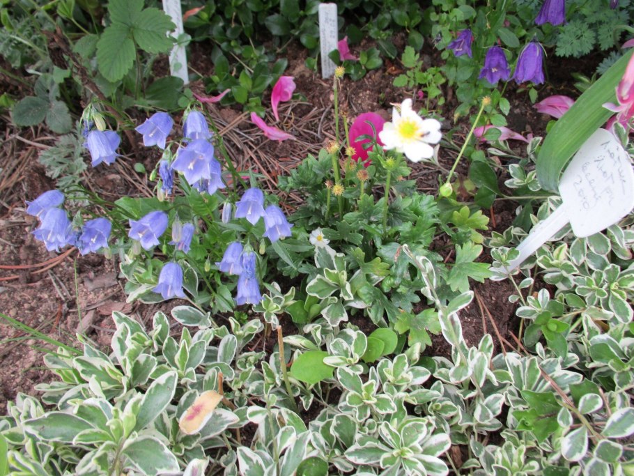 Колокольчик ложечницелистный голубой