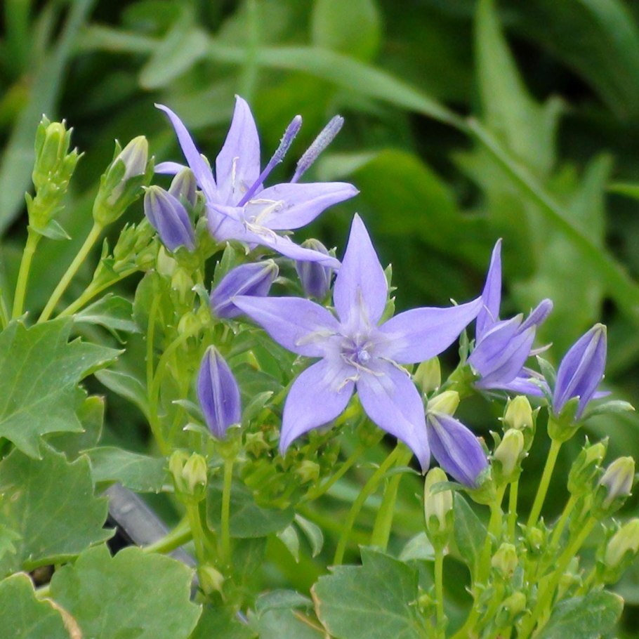 Колокольчик гарганский мейджер
