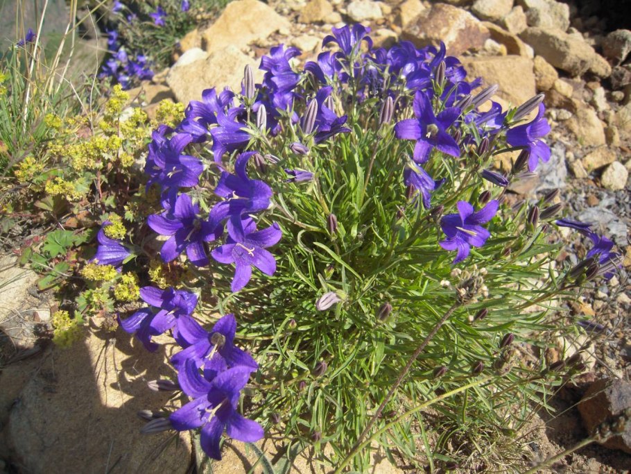 Campanula bessenginica