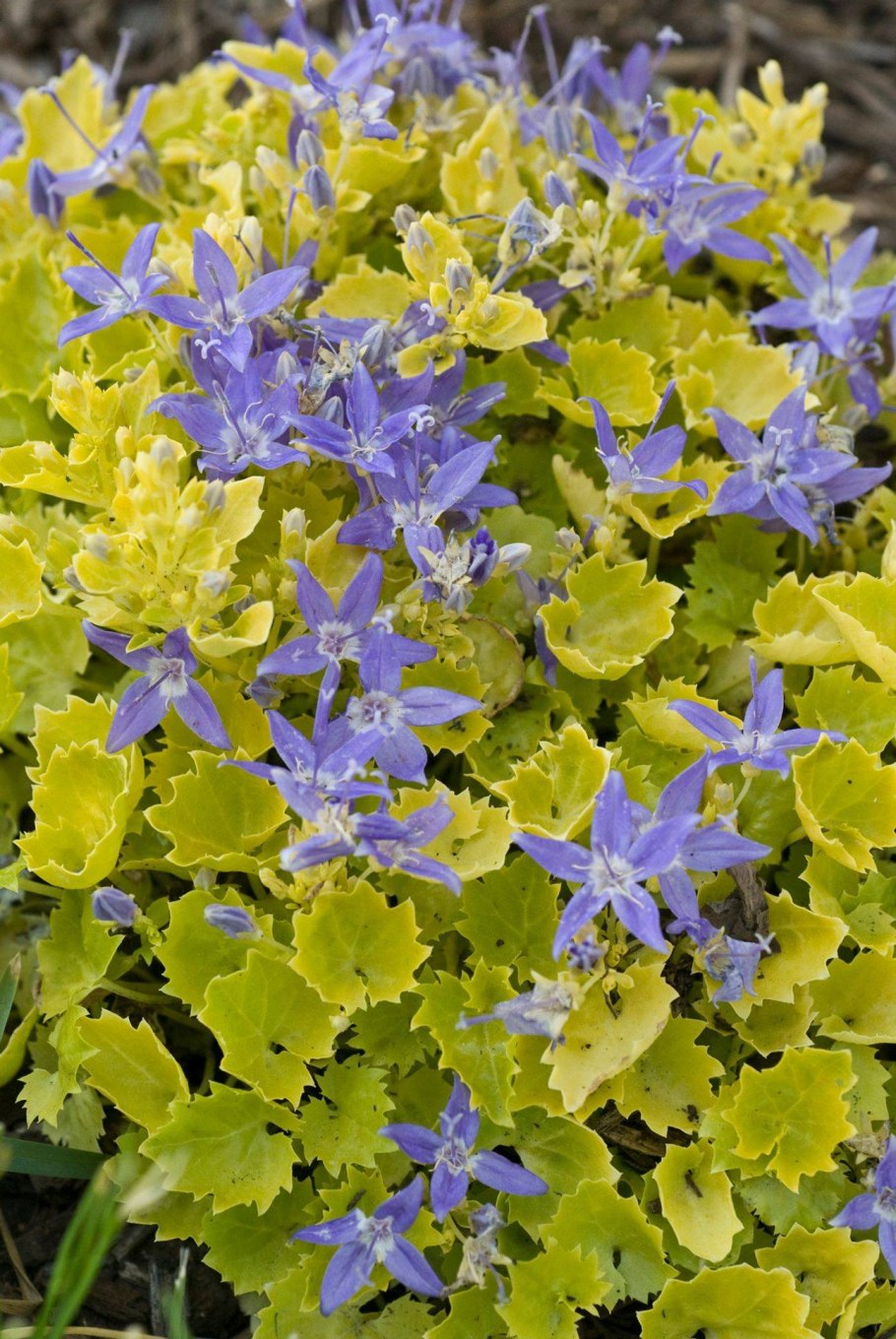 Колокольчик гарганский "Dickson's Gold" (Campanula garganica)