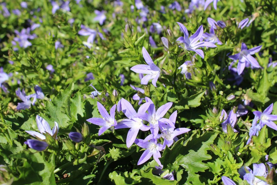 Кампанула Пожарского - Campanula poscharskyana