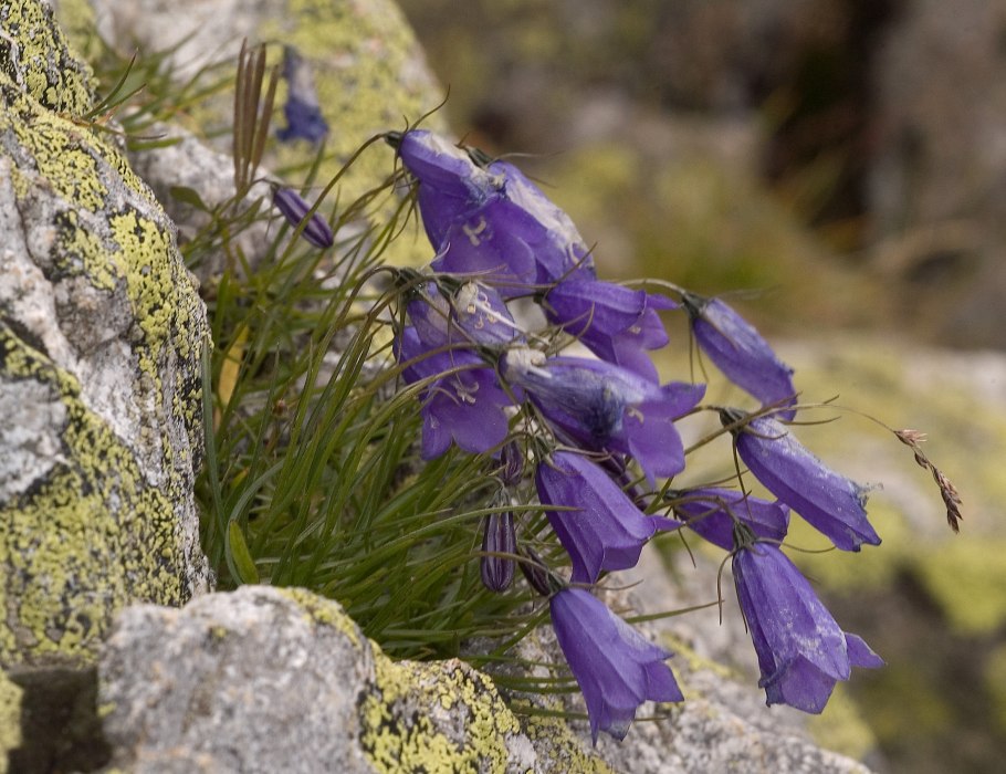 Campanula Шейхцера