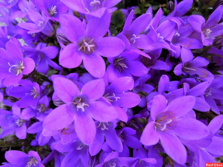 Колокольчик Портеншлага Решолт Вэрайети