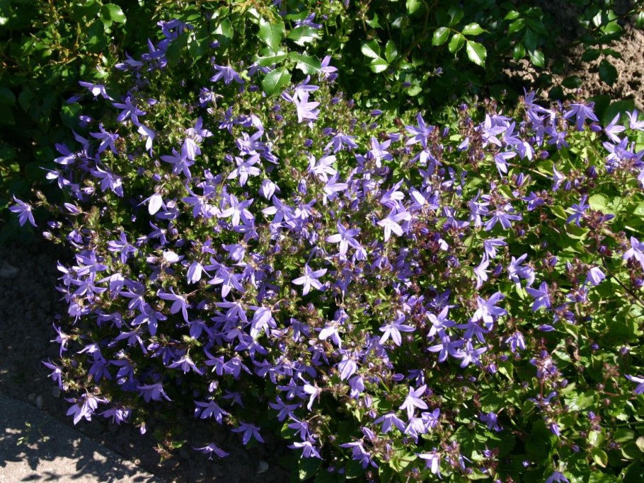 Почвопокровные многолетники колокольчики