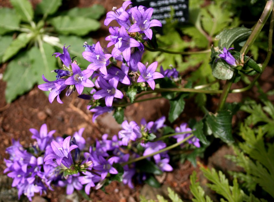Колокольчик скученный Луговой