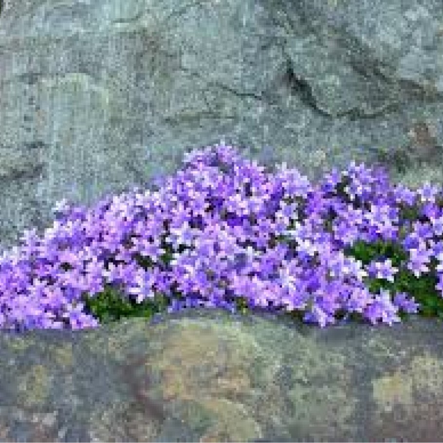 Колокольчик Портеншлага Катарина