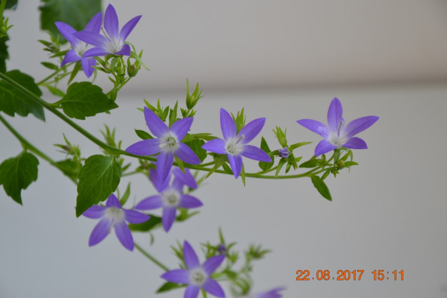 Кампанула Пожарского