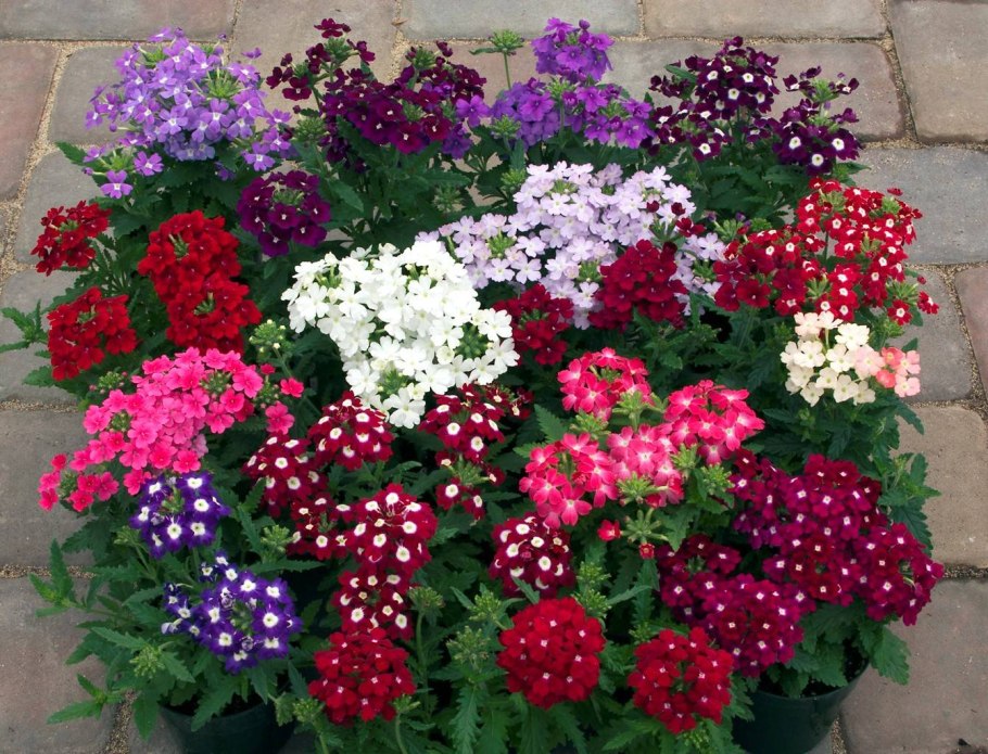 Вербена ампельная Обсешн Каскад Скарлет