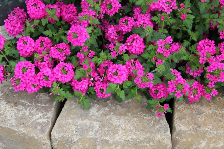 Вербена низкорослая нарядный бордюр