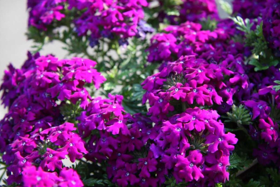 Вербена гибридная (Verbena hybrida)