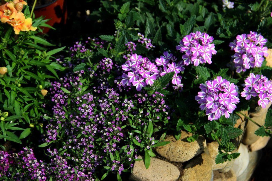 Вербена ампельная микс