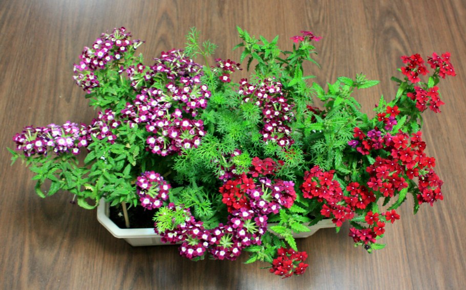 Вербена гибридная Гранатовая звезда