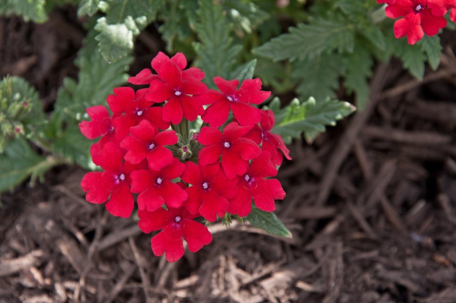 Вербена низкорослая Люцифер ред