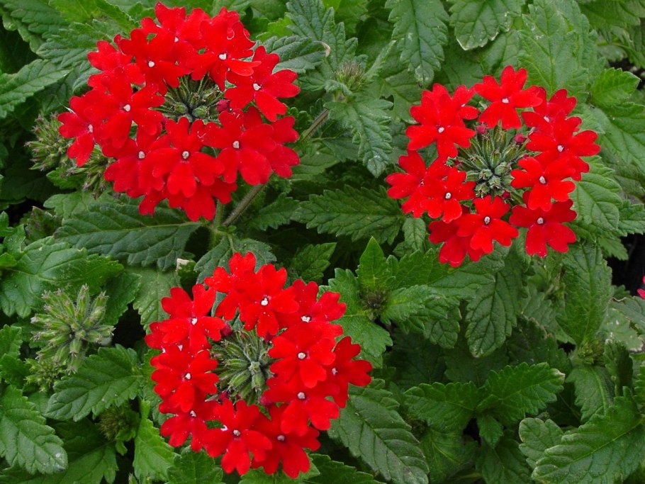 Вербена крупноцветковая Тоскана