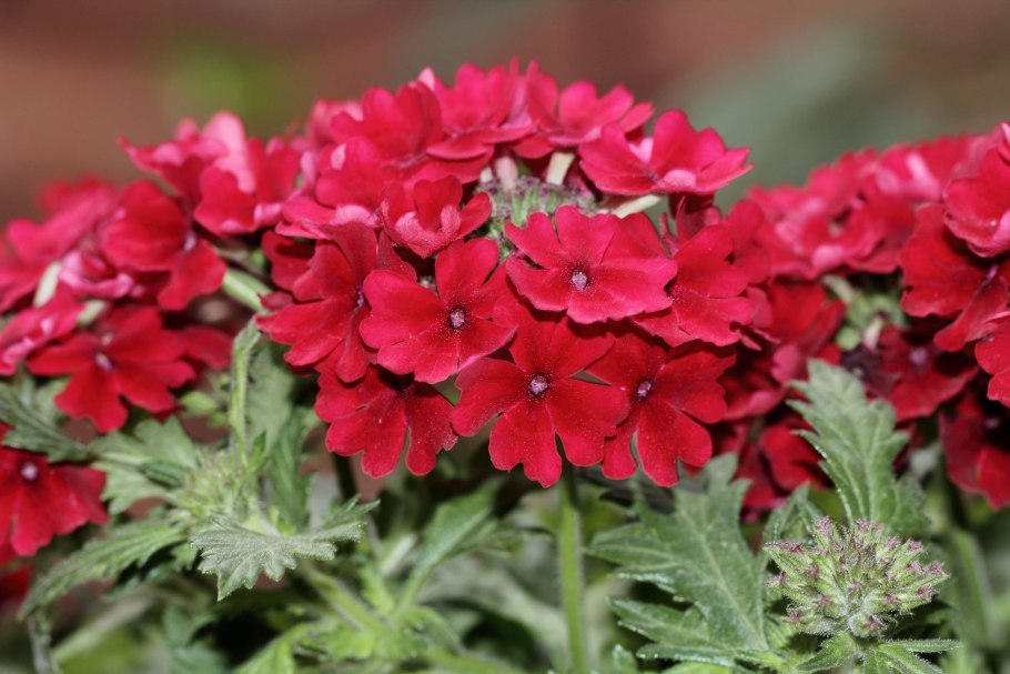 Вербена канадская