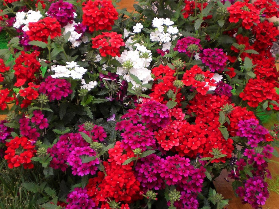 Вербена цветок