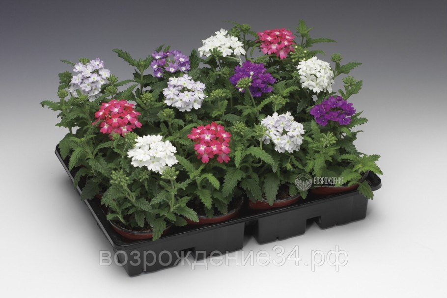 Вербена Обсешн микс