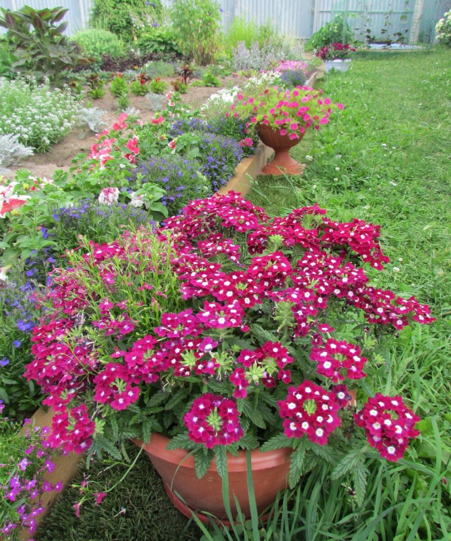 Вербена однолетник