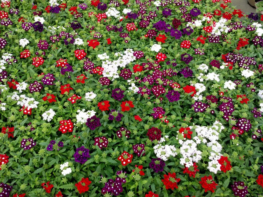 Вербена гибридная Мамут микс