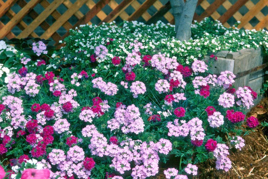 Вербена на клумбе