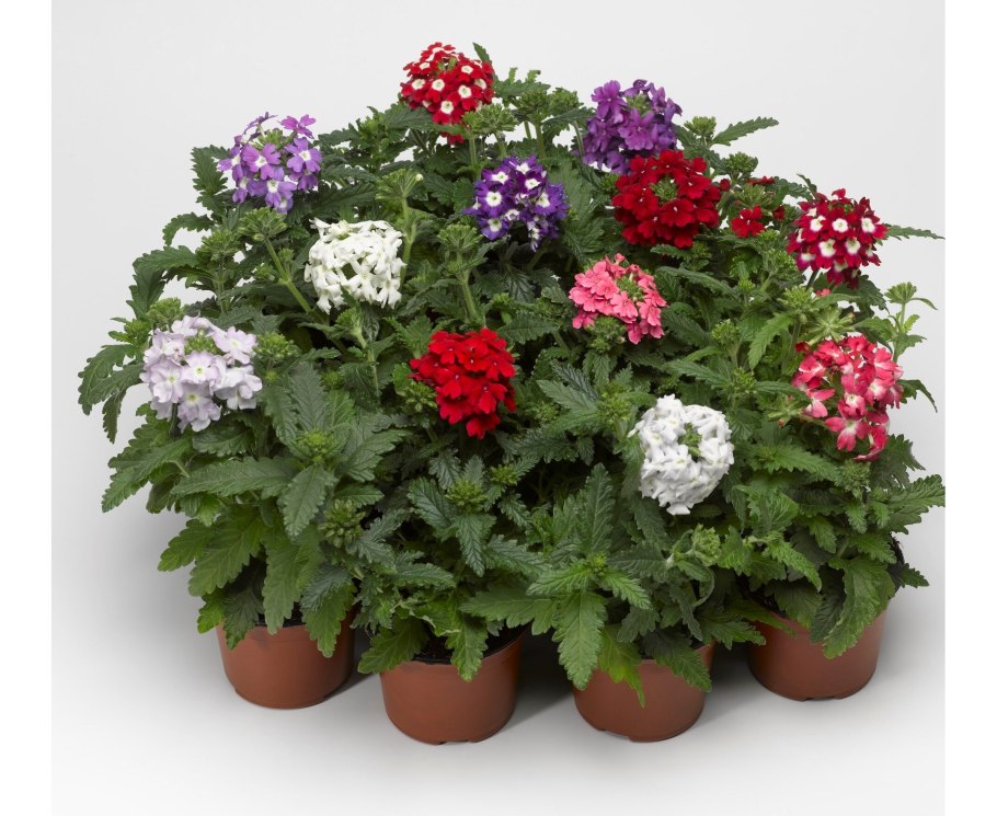 Вербена Обсешн микс