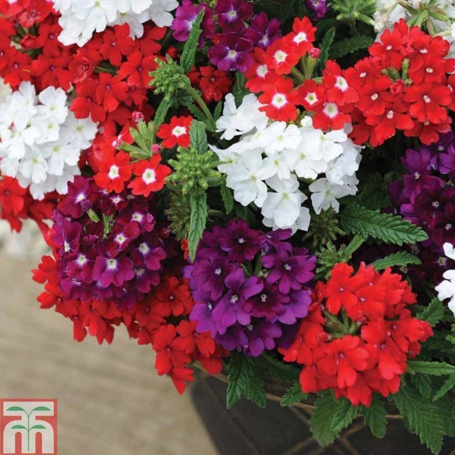 Вербена кварц микс