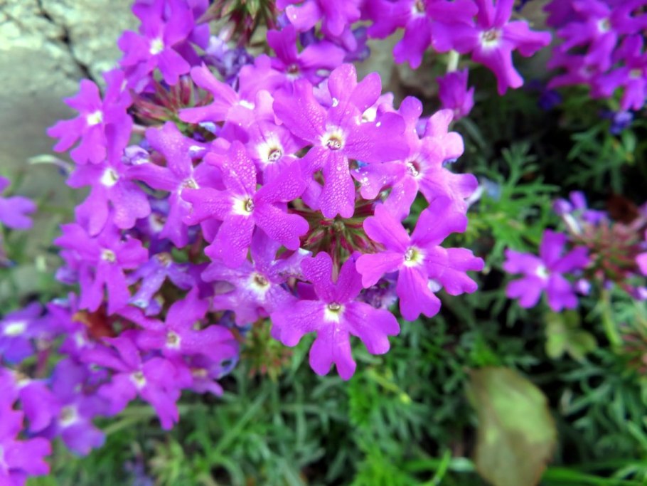 Вербена крупноцветковая Тоскана