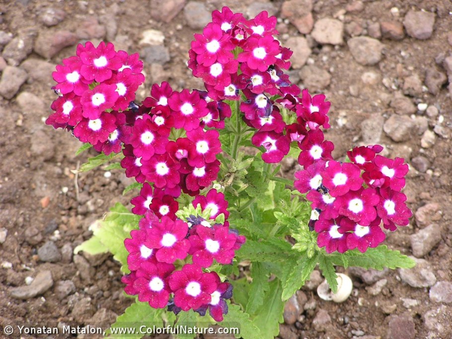 Вербена Пикчерз