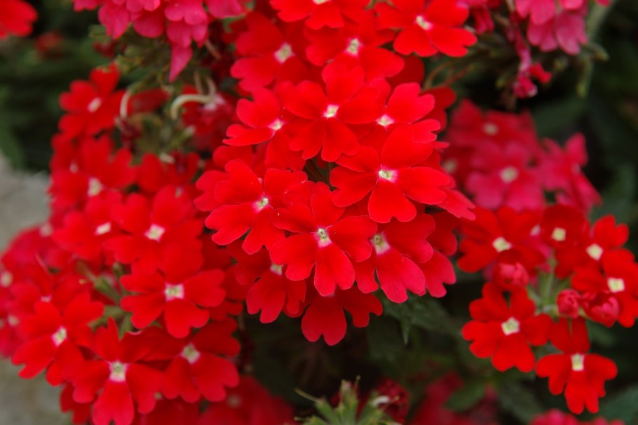 Вербена кварц Скарлет