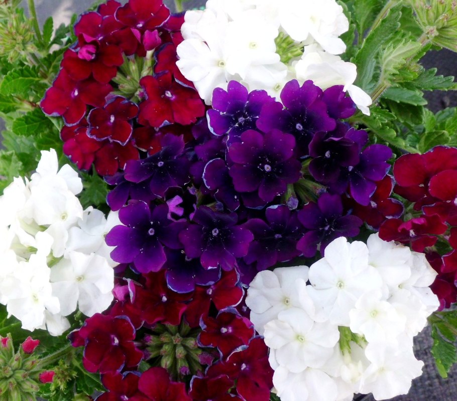 Вербена Тоскана