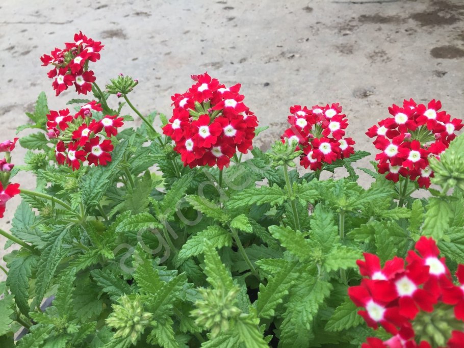 Вербена вегетативная красная