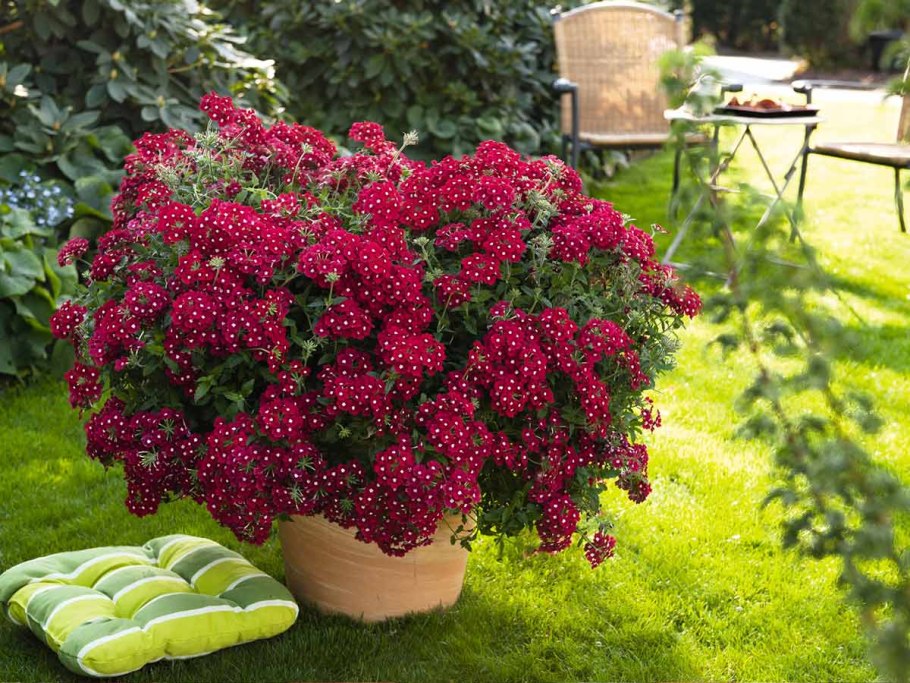 Вербена гибридная маджента