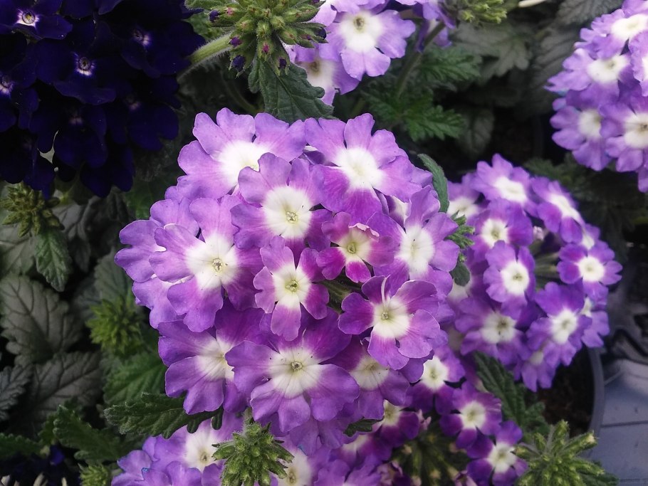 Вербена кварц микс