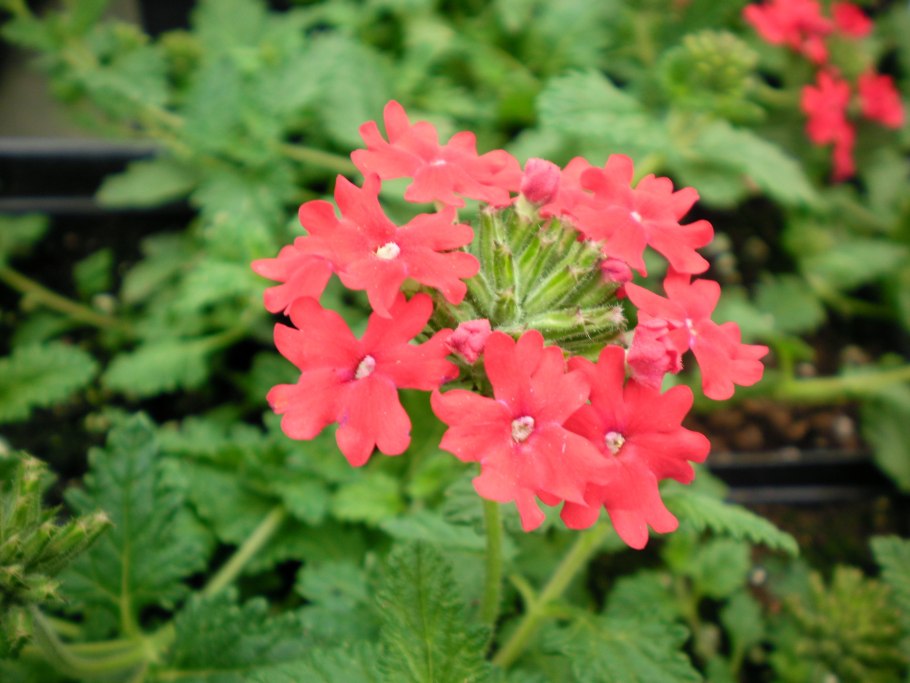 Вербена гибридная