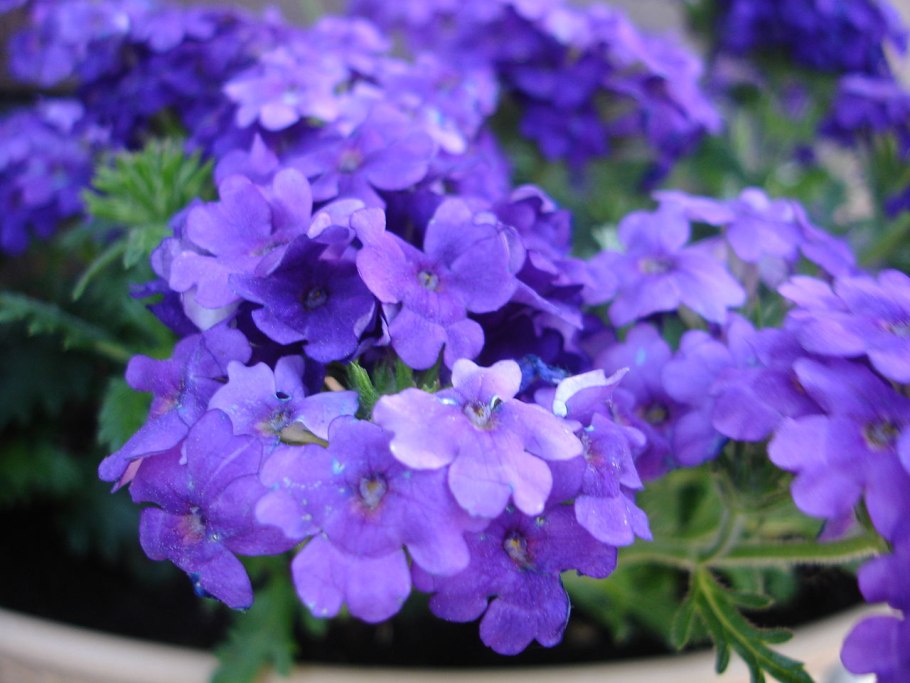 Вербена специоза