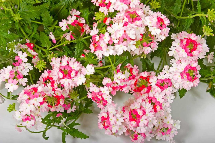 Вербена ампельная розовая