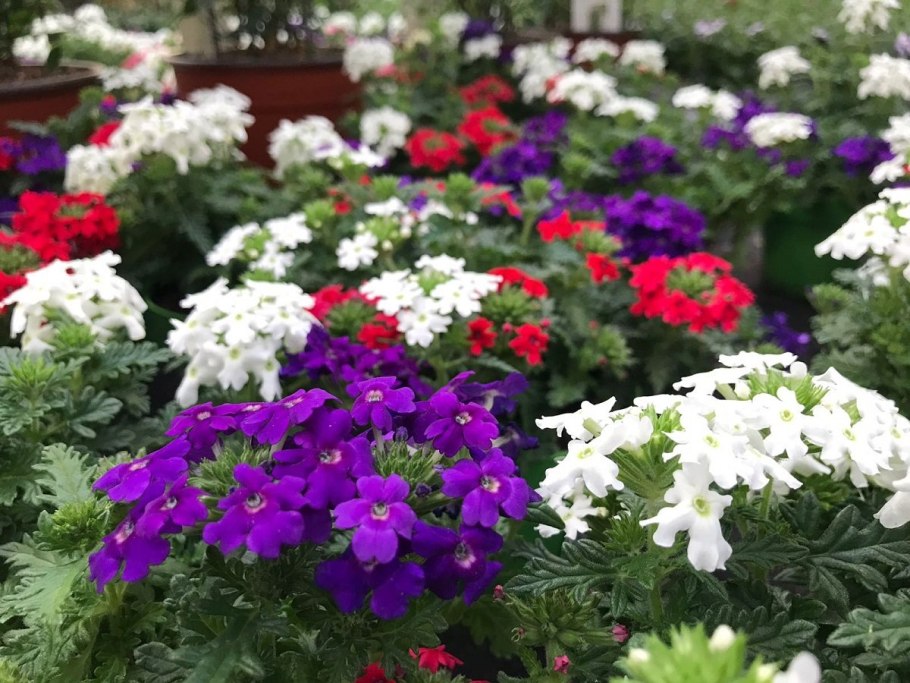 Вербена гибридная идеал