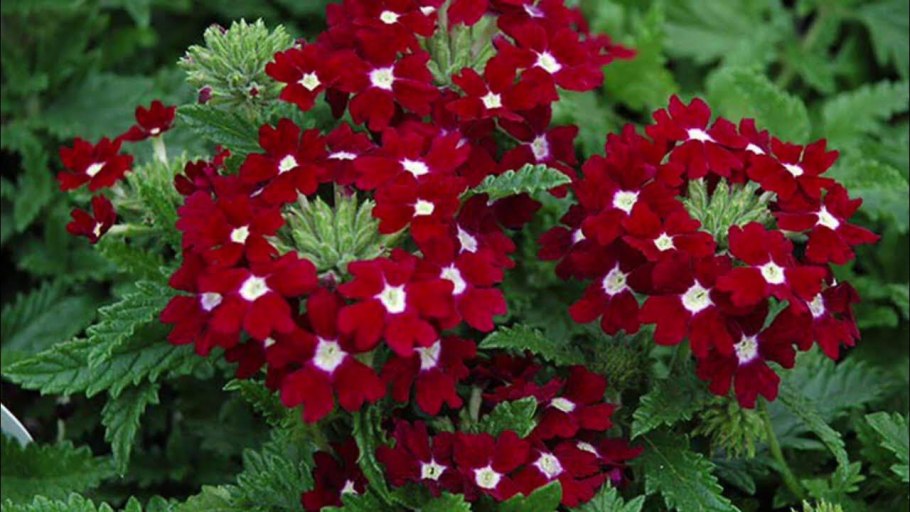 Вербена кварц бордо