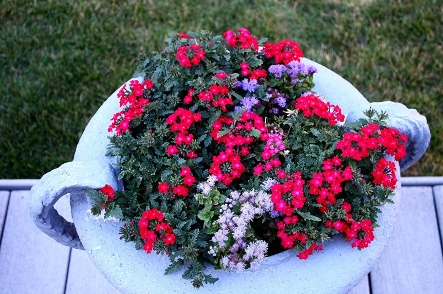 Вербена в ландшафте