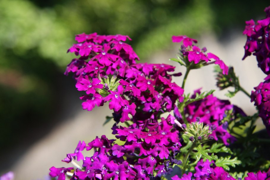 Вербена Обсешн микс