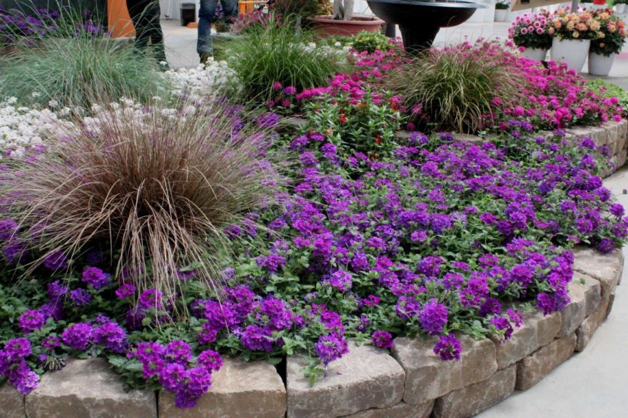 Вербена почвопокровная