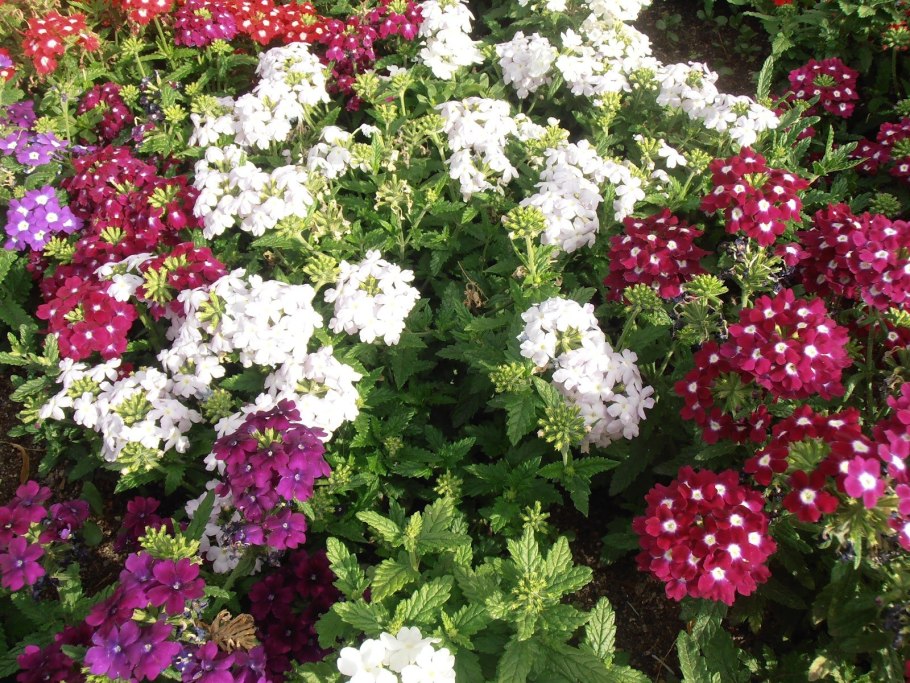 Вербена кварц бордо