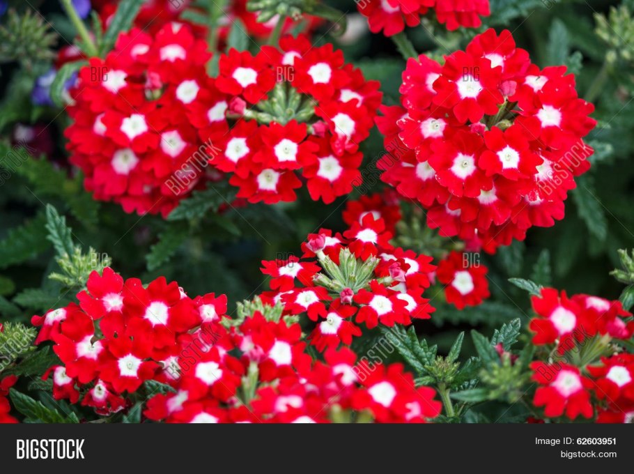 Вербена красная