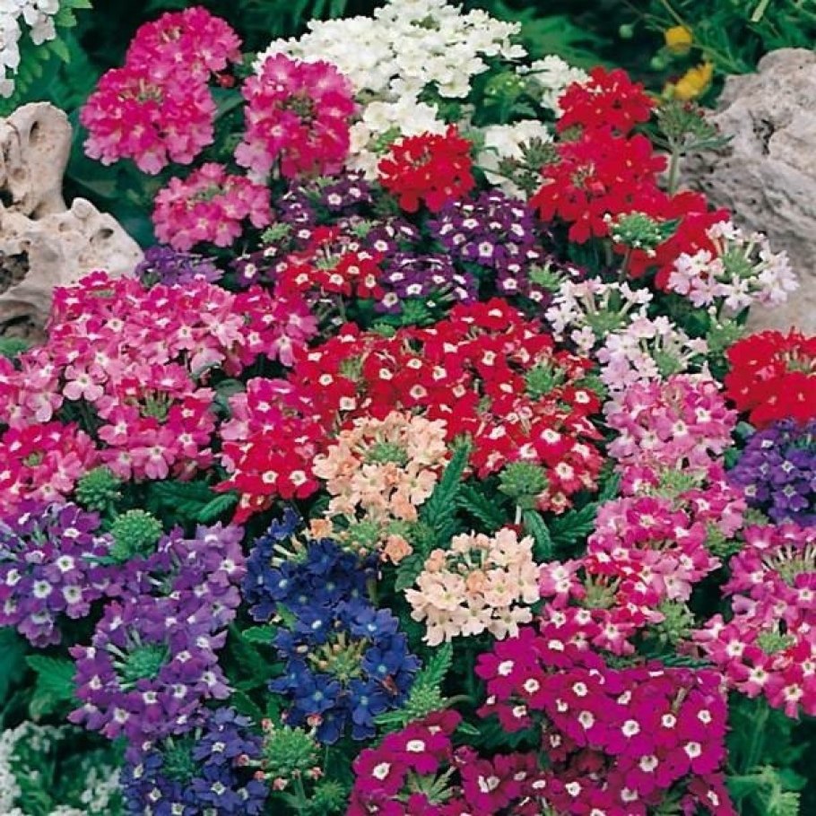 Вербена гибридная Мамут