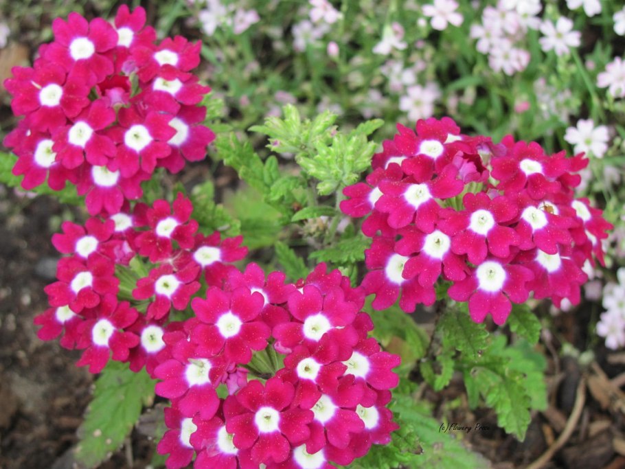 Вербена крупноцветковая