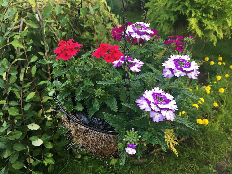 Вербена ампельная черенкуем