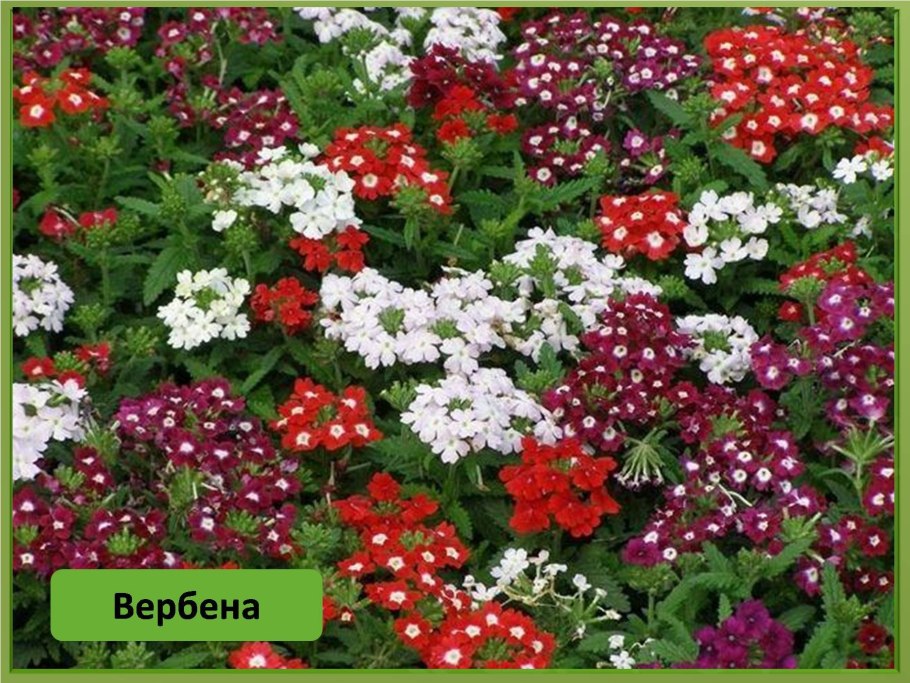 Вербена алиссум агератум алиссум