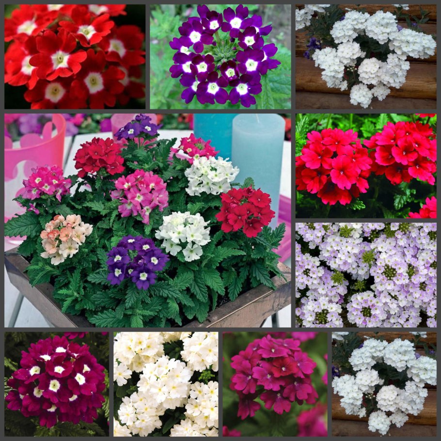 Вербена Люцифер